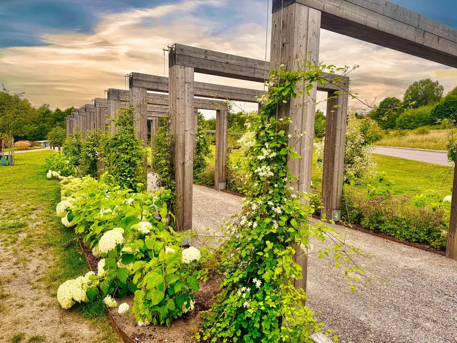 Pergola med klätterväxter och hortensior i Trosa