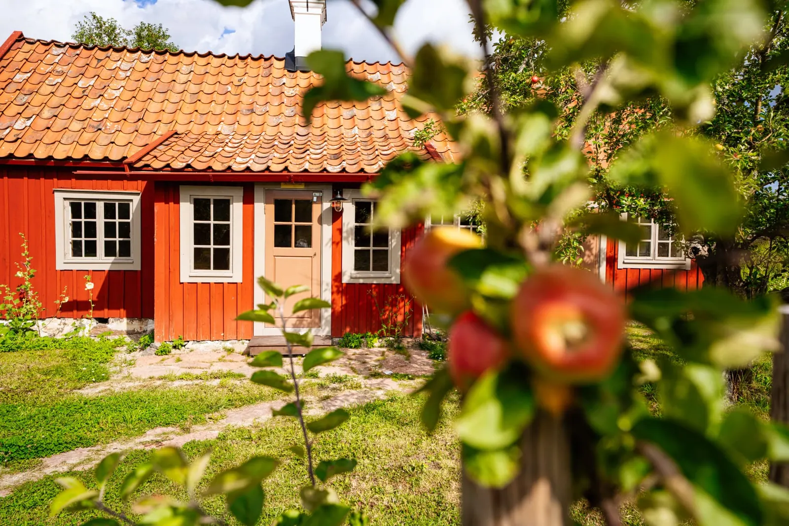 Röd stuga med vita knutar sedd genom ett äppelträd vid Edanö Gård