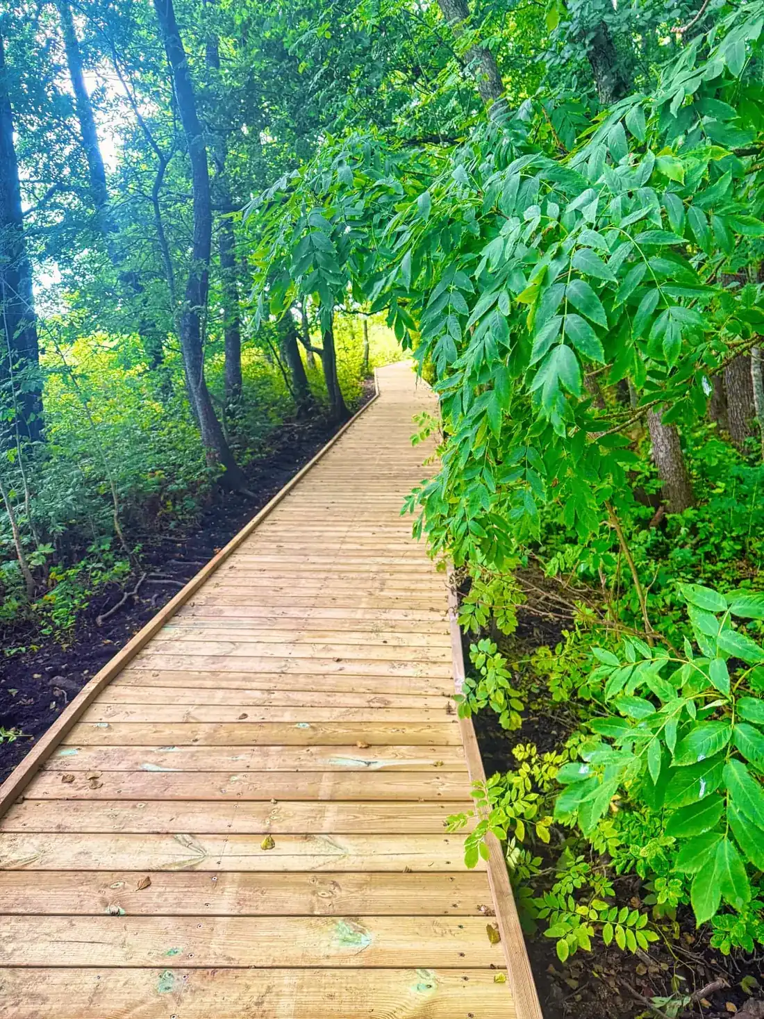 Träspång genom grönskande skog i Näktergalslunden